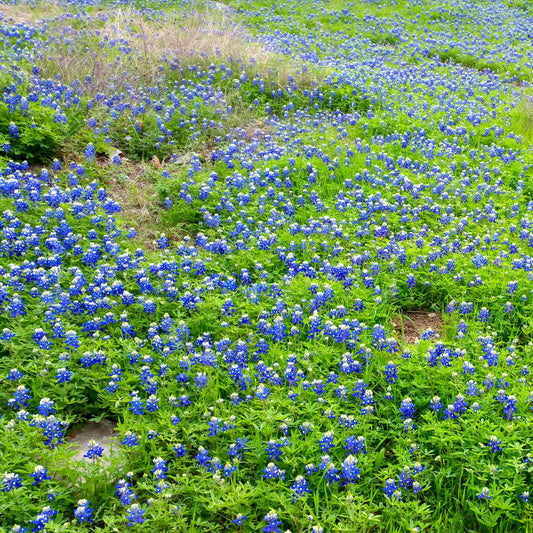 texas wildflowers at rioclarostudio.com